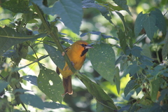 Icterus pustulatus graysonii