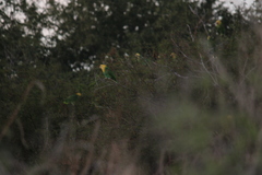 Amazona oratrix tresmariae