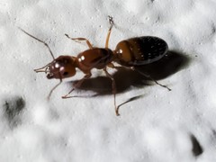 Camponotus essigi