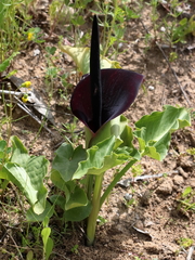 Arum palaestinum
