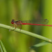Turkish Red Damselfly - Photo (c) Paul Cools, some rights reserved (CC BY-NC), uploaded by Paul Cools