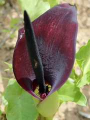 Arum palaestinum