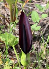 Arum palaestinum