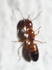 Camponotus essigi