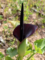 Arum palaestinum