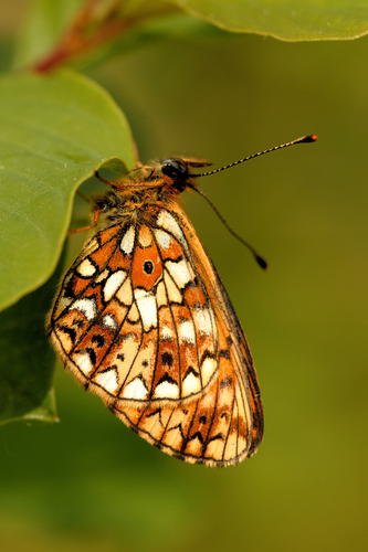 Eurasian Silver-bordered Fritillary