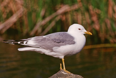 Larus brachyrhynchus