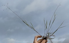 Dichanthelium malacon