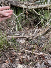 Dichanthelium malacon