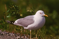 Larus brachyrhynchus