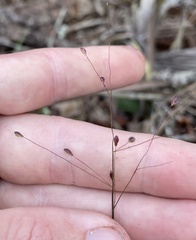 Dichanthelium malacon