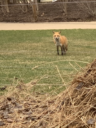 Red Fox photographed in Illinois