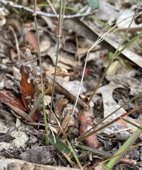 Dichanthelium malacon