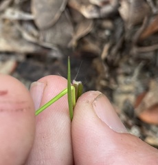 Dichanthelium malacon