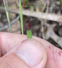 Dichanthelium malacon