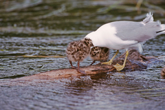 Larus brachyrhynchus