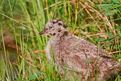 Larus brachyrhynchus