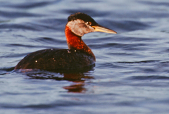 Podiceps grisegena
