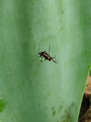 Micrathena swainsoni