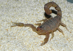 Jaguajir rochae