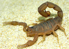 Jaguajir rochae
