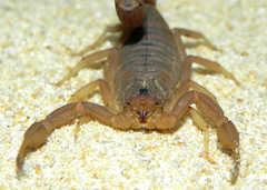 Jaguajir rochae