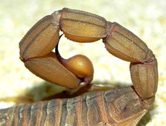 Jaguajir rochae