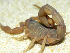 Jaguajir rochae