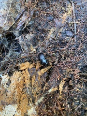 Pterostichus moestus