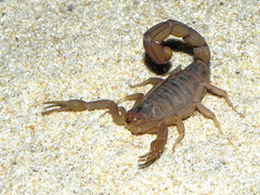 Jaguajir rochae