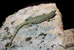 Archaeolacerta bedriagae bedriagae