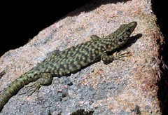 Archaeolacerta bedriagae bedriagae