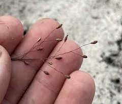 Dichanthelium malacon