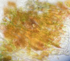 Cephaleuros virescens