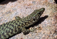 Archaeolacerta bedriagae bedriagae