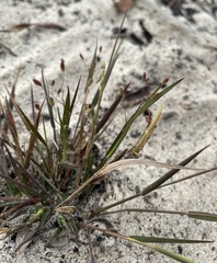 Dichanthelium malacon