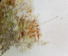 Cephaleuros virescens