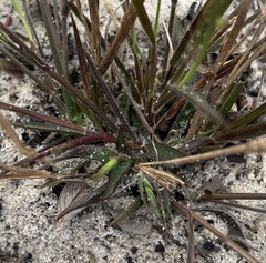 Dichanthelium malacon