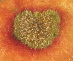 Cephaleuros virescens