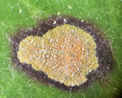 Cephaleuros virescens
