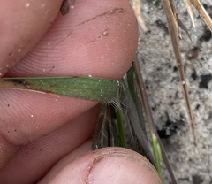 Dichanthelium malacon