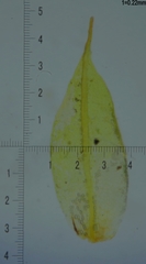 Tortula acaulon acaulon