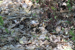 Masticophis mentovarius variolosus