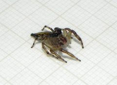 Vinnius subfasciatus