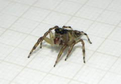 Vinnius subfasciatus