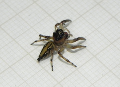 Vinnius subfasciatus