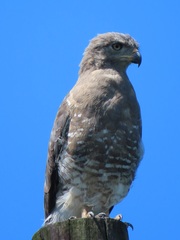 Circaetus fasciolatus