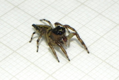 Vinnius subfasciatus