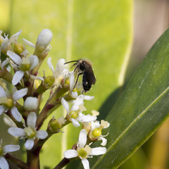 Andrena bicolor