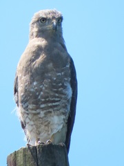 Circaetus fasciolatus